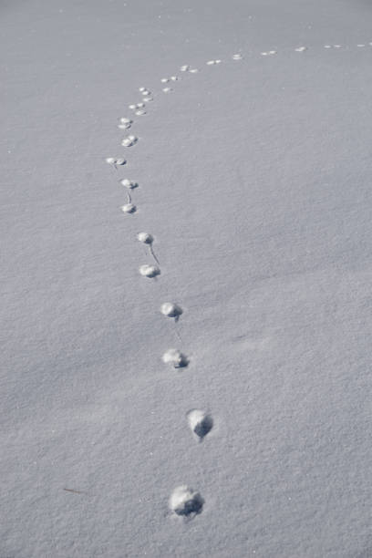 istock Animal footprints on the snowfield 1463765726