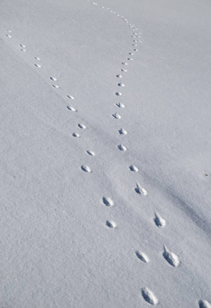 istock Animal footprints on the snowfield 1463765760