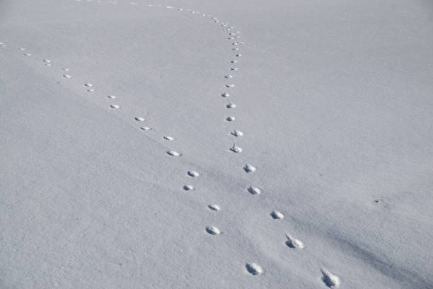 istock Animal footprints on the snowfield 1463765842