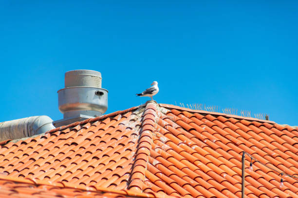 herring gulls on a roof at the Baltic sea in Poland
