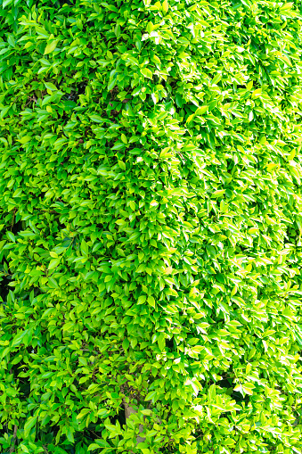 A vertical shot of vibrant green leaves in a thick bush illuminated by bright sunlight in a sunny park