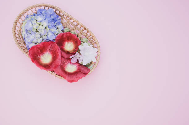 istock Fresh hydrangeas and Shirly poppy on a flat wicker basket isolated on light pink background 1463765963