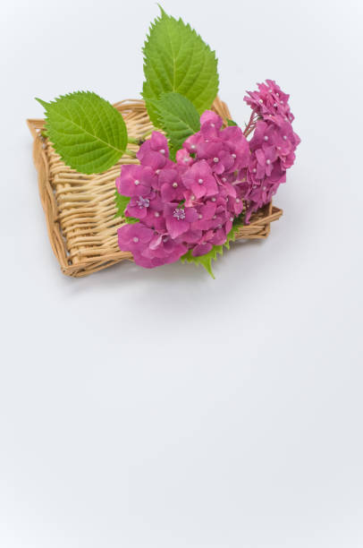 istock Vertical shot of fresh pink hydranageas on a flat wicker basket isolated on white background 1463766034