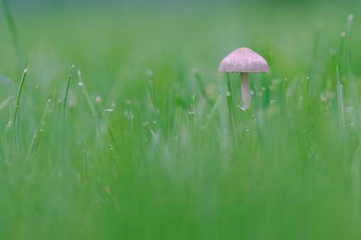 A selective focus shot of a  white mushroom in the green grass