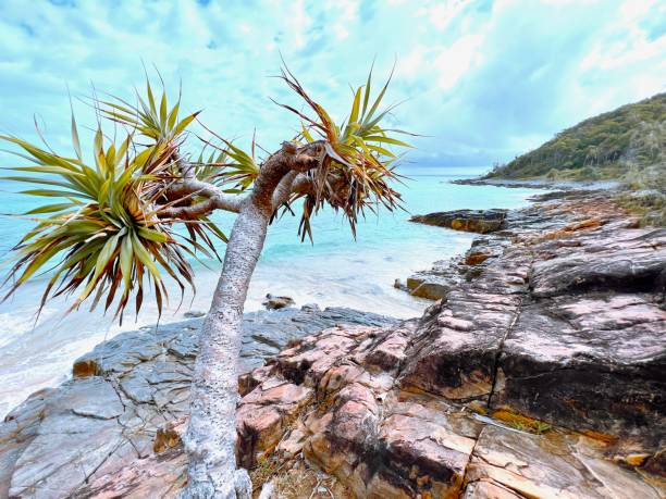 istock Noosa National Park Coastal Landscape 1463768764