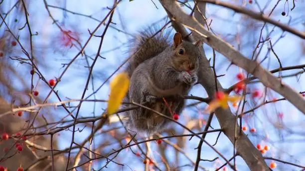 Photo of Eastern gray squirrel sitting on a tree branch eating a cherry with blur background