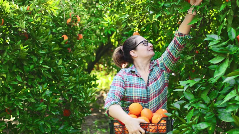 Woman with basket picking oranges in the garden