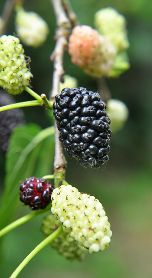 Close up of black mulberry berries (Morus nigra) ripen on a tree branch
