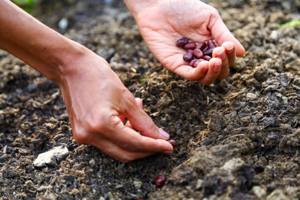 istock Woman Planting Beans in Dirt 1463782546