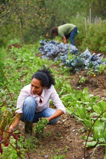 istock Woman gardening 1463782584
