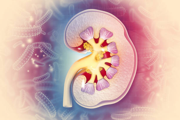 istock Human kidney anatomy. cross section. scientific background. 3d illustration 1463783299