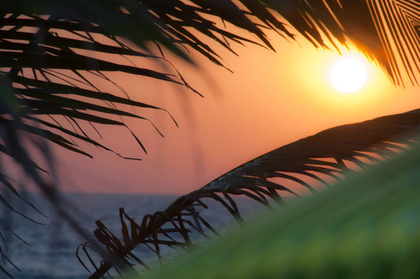 istock Sunset through palm tree leaf silhouette. Nature environment and travel freedom concept. sunset background 1463784975
