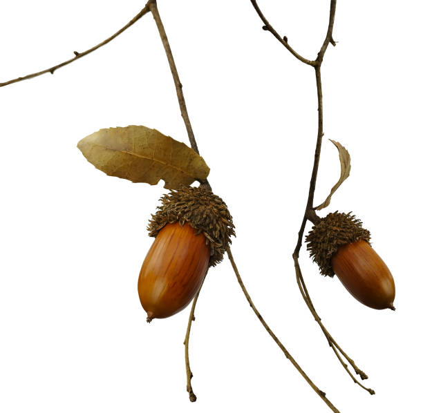 istock Acorns on a branch with a leaf isolated on a white background. 1463787596