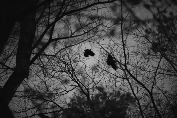 Add a touch of drama to your project with this stunning black and white image of crows flying over the trees and through the branches. The birds, captured in mid-flight, create a sense of movement and energy, making this image the perfect choice for use in advertisements, blog posts, and more. The stark contrast of the black and white tones highlights the intricate details of the birds and the branches, creating a visually striking piece of photography. Get this unique and eye-catching image today and take your content to the next level.