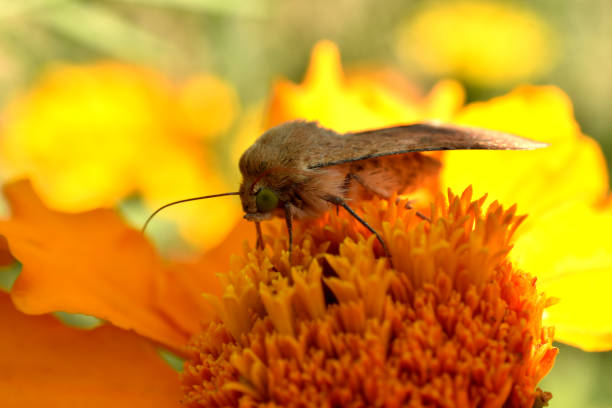 A diurnal moth, side view, sits on a yellow flower and drinks nectar.