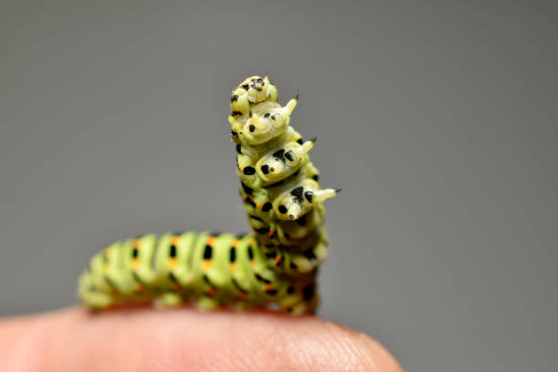 Three silkworms on green background.