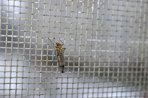 In the close-up shot, a mosquito sits motionless on the mosquito net of the window.