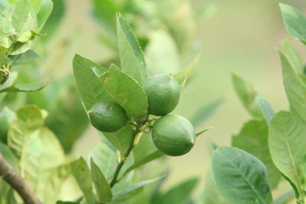 istock Fresh Bergamot oranges and leaves 1463790948