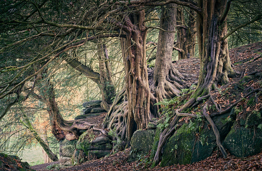 Ancient Yew tree forest with exposed roots on sandstone outcrops