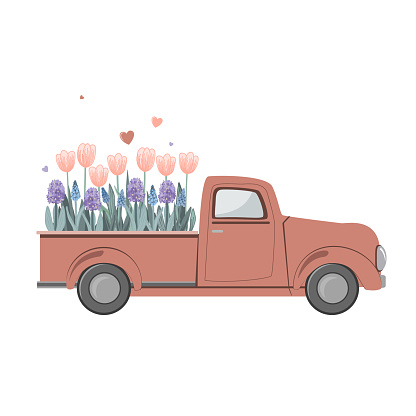 Old red vintage truck with spring flowers in the back. Woman day or birthday card. Flower delivery, vector isolated illustration.