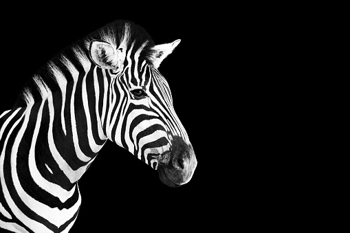 Head of Zebra photo in black and white over black background.