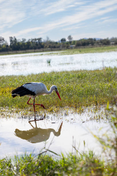 istock Stork looking for something to eat 1463791708