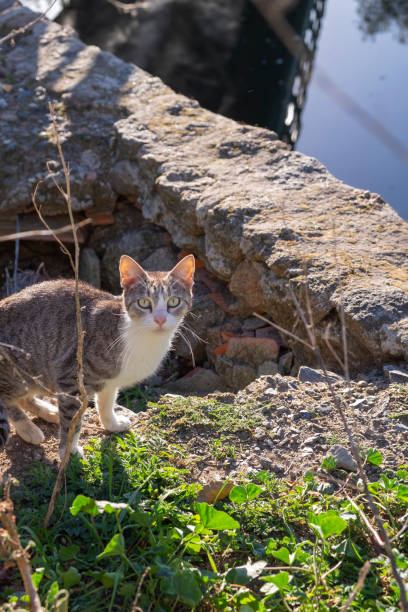 istock Young stray cat on a wall, resting and sunbathing 1463791921