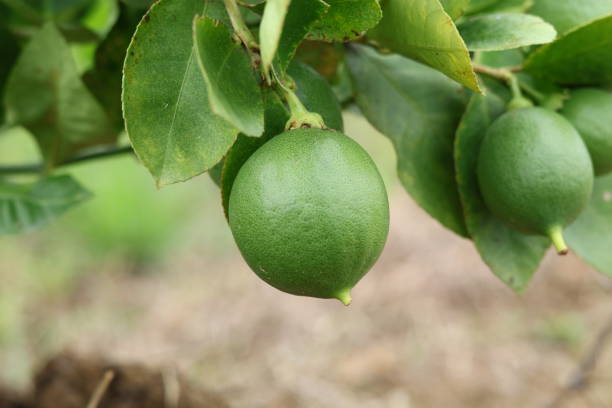 istock Fresh Bergamot oranges and leaves 1463793588