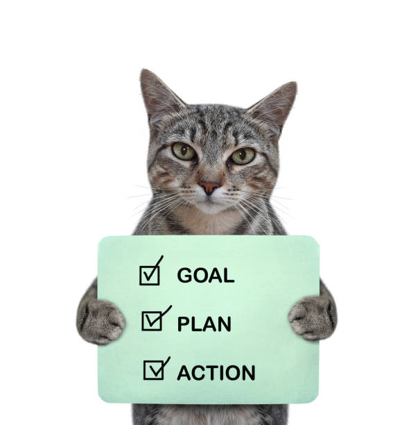 istock Cat gray holds poster with text 2 1463796566