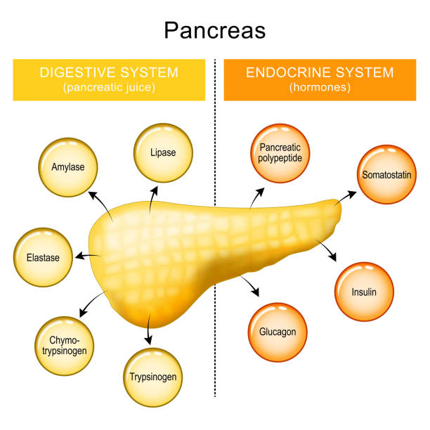 функция поджелудочной железы. панкреатический сок и гормоны поджел�удочной железы человека. - secretory product stock illustrations