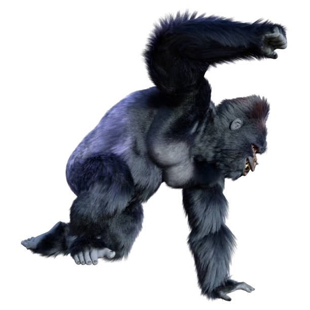 renderizado 3d black gorilla ape sobre blanco - gorilla endangered species large isolated fotografías e imágenes de stock