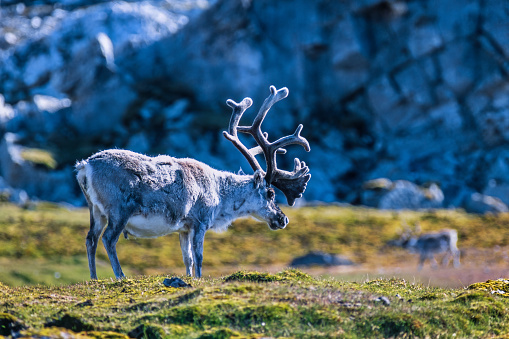Svalbard Reindeer bull with big antlers