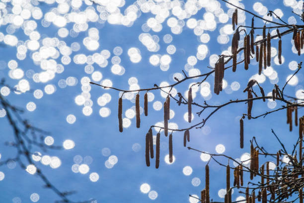 Branch with Hazel catkins by a sparkly water