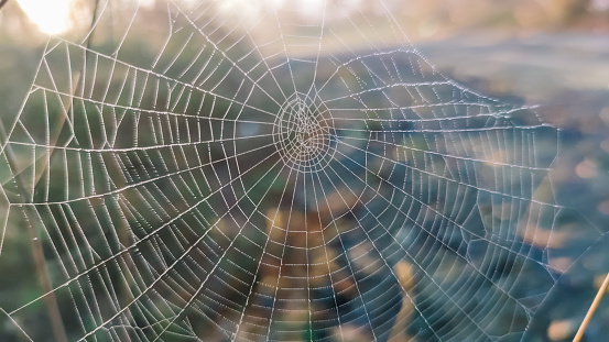spider web with dew drops and green blurry background