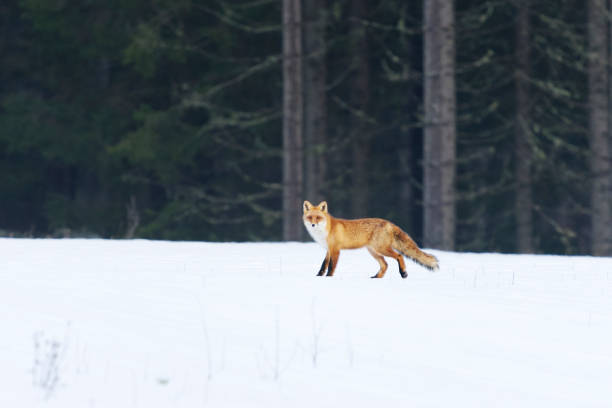 istock Red fox (vulpes vulpes) walking in the snow in winter. 1463807807