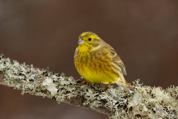 istock Yellowhammer (Emberiza citrinella) sitting on a mossy branch. 1463807843