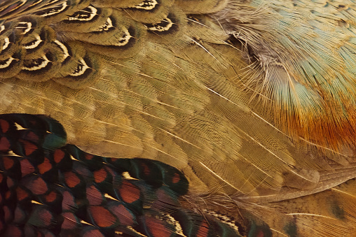 Common pheasant (Phasianus colchicus) male feathers from the side.
