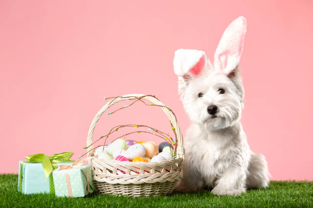 istock Happy Easter concept. Preparation for the holiday. Cute white dog next to colorful Easter eggs. Spring postcard 1463807989