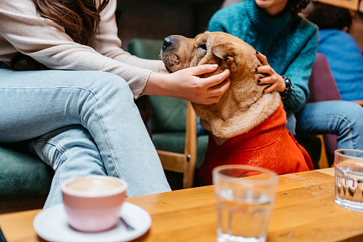 Close-up of two beautiful young female friends petting their dog while drinking coffee in a café.