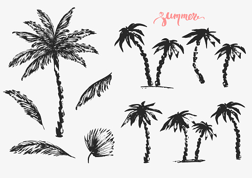 Hand drawn palm trees and leaves black ink sketch set. Summer holiday background. Exotic plants, island vacation, tropical flora, travel design.