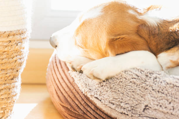 istock Tricolor Beagle dog, resting on his bed, illuminated by the sun. 1463810499