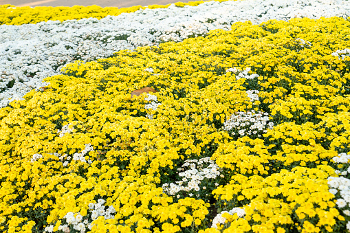 Full frame photograph of yellow and white colored chrysanthemum flowers in the garden.