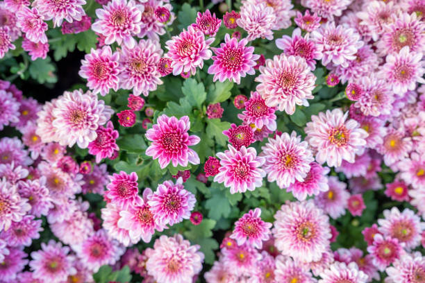 istock The purple pink fall mum flowers textured. 1463812949