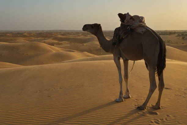 istock Camels of the Sahara Desert 1463816737