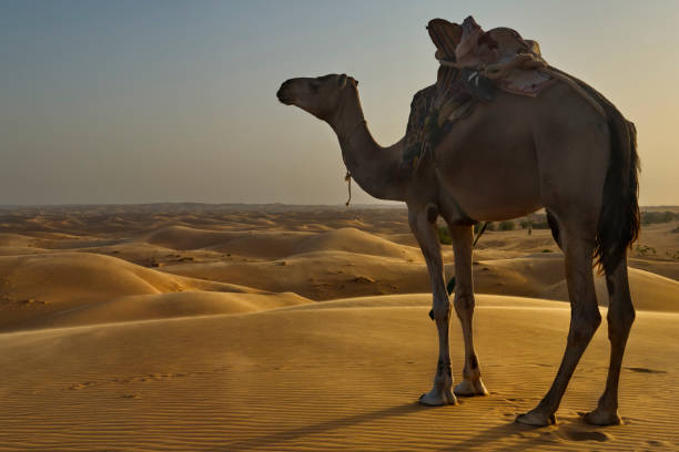 istock Camels of the Sahara Desert 1463816738