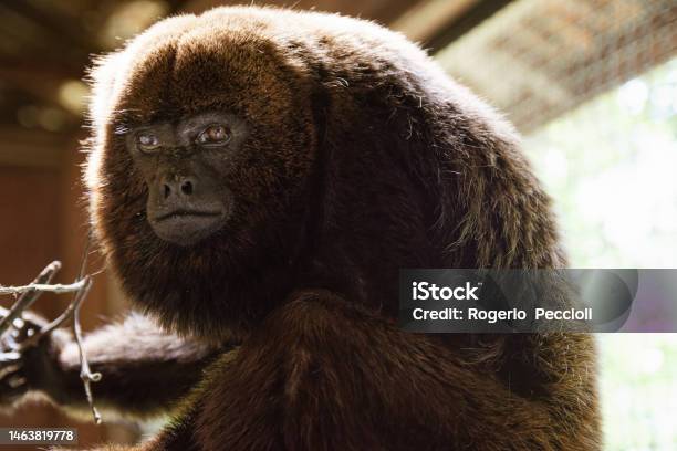 Brown Howler Monkey Photographed In Brazil Atlantic Forest Biome Wild Animal Stock Photo - Download Image Now