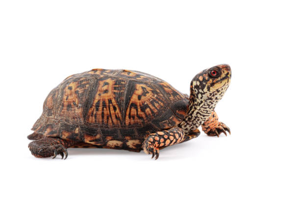 istock Eastern Box Turtle Terrapene carolina carolina isolated on white background 1463820259