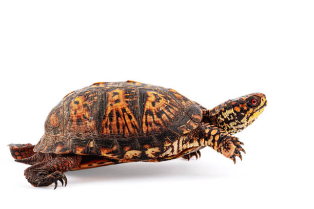 istock Eastern Box Turtle Terrapene carolina carolina isolated on white background 1463820287