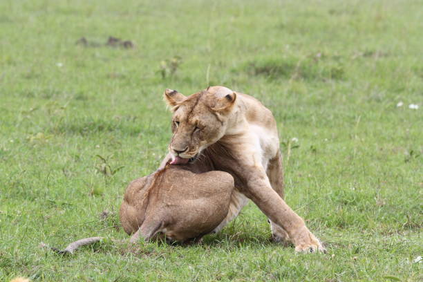 istock Close-up of a lioness licking her back 1463821371