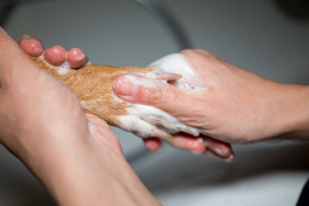 cane hasingi - podenco foto e immagini stock